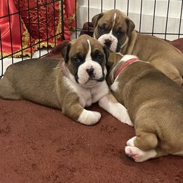 Boxer Puppies from Martinez Boxers of Central Florida