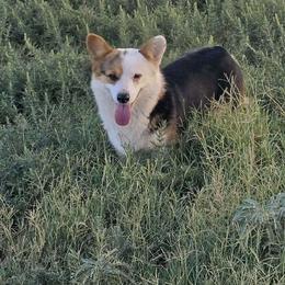 Tinkerbelle - Black and tan female Pembroke Welsh Corgi puppy in Anton, Texas from X Bar's Lil Legs of Texas