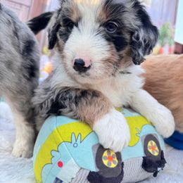 Aussiedoodle and Cavapoo Puppies from Pawsome Aussie Doodles and Oodles