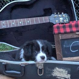 Cash - Black male Border Collie puppy in Cincinatti, Ohio from Mondenkind Border Collies and Guidingstars American Eskimos