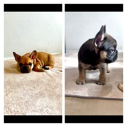 French Bulldog Puppies from Lance Miller