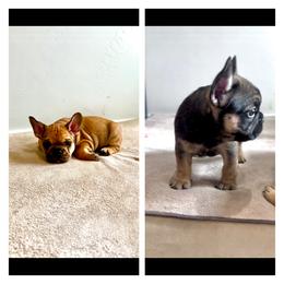 French Bulldog Puppies from Lance Miller