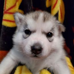 Chili (blue) - Gray and white female Siberian Husky puppy in Elk River, Minnesota from Naturez Siberians