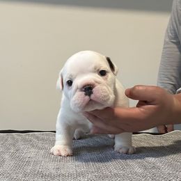Axel Rose - White male Bulldog puppy in Ruther Glen, Virginia from De La Venturosa