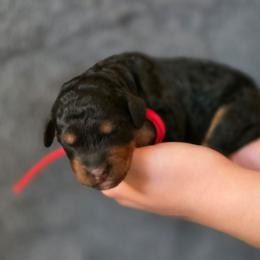 Dexter - Phantom male Bernedoodle puppy in Malden, Illinois from Doting Doodles