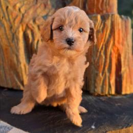 Windy - Apricot female Goldendoodle puppy in Eugene, Oregon from Oregon's Legendary Goldendoodles