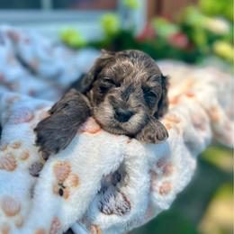 Shadow - Blue merle male Assorted Doodle Crosses puppy in Coal City, Indiana from Angel Blue Dogs