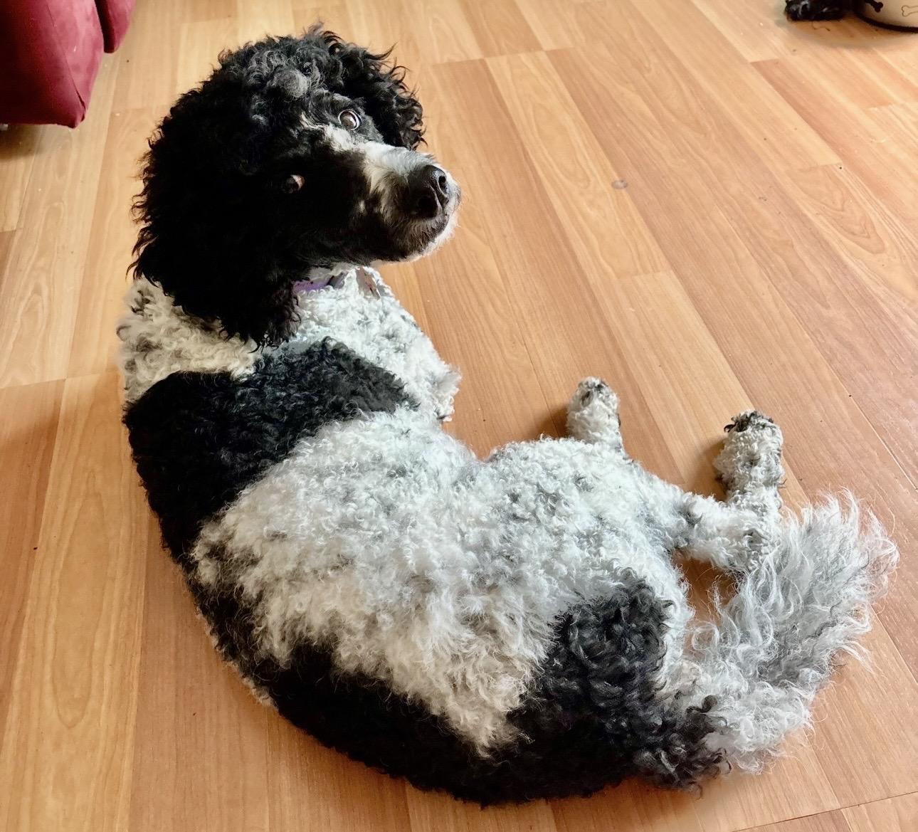 Daisy