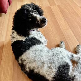 Daisy - Aussiedoodle