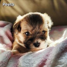 Peeta - Brown male Lhasa Apso puppy in Jefferson, New York from Absolute Lhasa Love