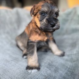 Shock - Salt and pepper male Miniature Schnauzer puppy in La Mirada, California from SchnauzersRus