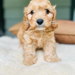Taylor - male Cavapoochon puppy in Natural Bridge, Virginia from Rockbridge Puppies