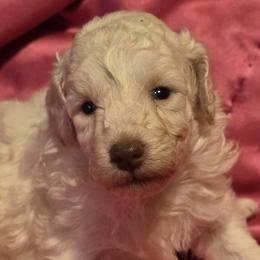 Poodles from Enrose Poodles