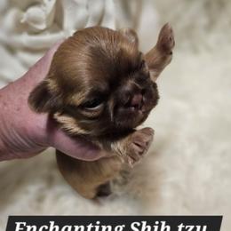 AKC Armani - Liver male Shih Tzu puppy in Dexter, Kentucky from Enchanting Shih tzu
