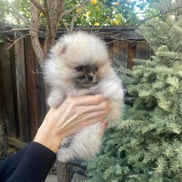 Charmer - Wolf sable male Pomeranian puppy in Citrus Heights, California from Yev and Marina's Pomeranians (AKC)