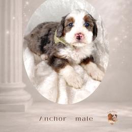 Anchor - Merle male Bernedoodle puppy in Canton, Georgia from Teddy Puppies