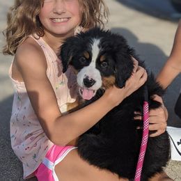 Bernese Mountain Dog Puppies from Lonesome Pine Farm