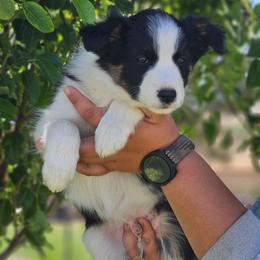 Basil - Tri-color male Border Collie puppy in Dewey, Arizona from Fásach Stockdogs