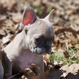 Bella 2800 AKC - Fawn and white French Bulldog puppy in Burkburnett, Texas from BF Frenchie's