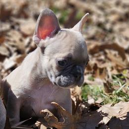 Bella 2800 AKC - Fawn and white French Bulldog puppy in Burkburnett, Texas from BF Frenchie's