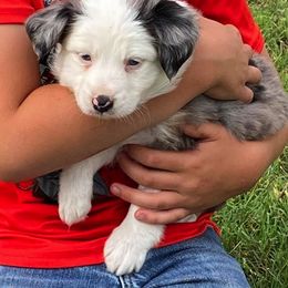 Toy Australian Shepherd Puppies from Baker Ranch Toy Aussies