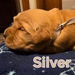 Silver - Golden female Golden Retriever puppy in Taylor Ridge, Illinois from Salata Goldens