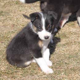Amaya - Black female Border Collie puppy in Tiskilwa, Illinois from First Harmony Farms
