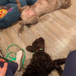 Australian Labradoodle Puppies from Pawlite Best Friends