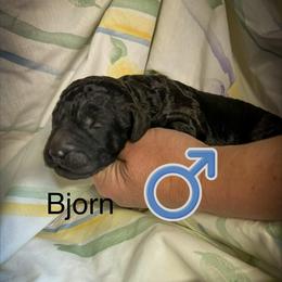 Bjorn- Silver - Silver male Poodle puppy in Greenville, North Carolina from Grace Poodles
