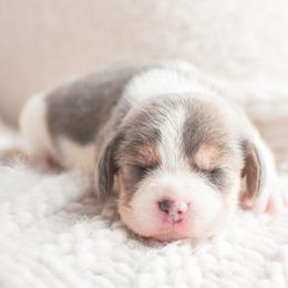 Eclair - Blue tan and white female Beagle puppy in Caldwell, Ohio from Folklore Kennel