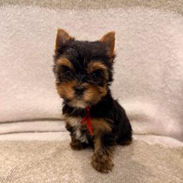 Koda - Black and tan male Yorkshire Terrier puppy in Georgia from Nalley Kennels