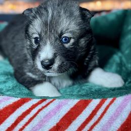Kris Kringle - Agouti and white male Siberian Husky puppy in Tiverton, Rhode Island from Mount Hope Siberians