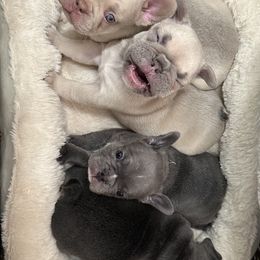 French Bulldog Puppies from The Frenchie Lounge