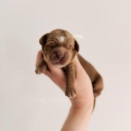 Yellow Girl - Caramel female Australian Labradoodle puppy in Syracuse, Indiana from The Doodle Cove