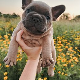 French Bulldog Puppies from Presidential Frechies