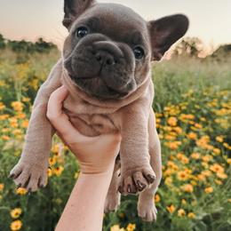 French Bulldog Puppies from Presidential Frechies