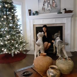 Poodle All Grown Up from Standard Poodles of Eason Farm