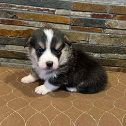 Boy 2 - Black and tan male Pembroke Welsh Corgi puppy in Visalia, California from VIP Stables