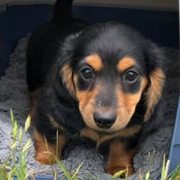 Dachshunds from Good Neighbor Ranch Dachshunds