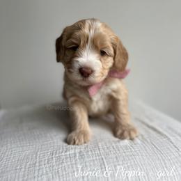 Cove - Caramel female Australian Labradoodle puppy in Belding, Michigan from Rutu Australian Labradoodles