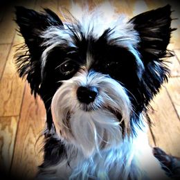 Chyna - Yorkshire Terrier