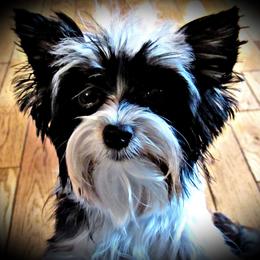 Chyna - Yorkshire Terrier