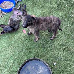 Nugget - Gold brindle male Dutch Shepherd puppy in Hastings, Minnesota from Century Hills Farm