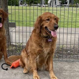 Golden Retrievers from Lincoln Kennels