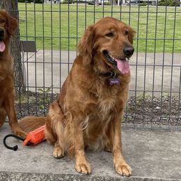 Golden Retrievers from Lincoln Kennels