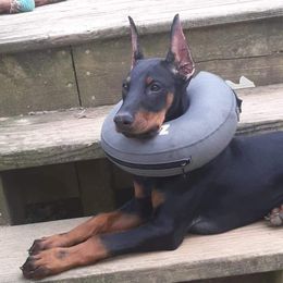 Doberman Pinscher All Grown Up from Gordon Farms Dobermans