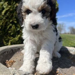 Assorted Doodle Crosses, Aussiedoodle, Bernedoodle, and Poodle Puppies from Pear Tree Prairie Doodles