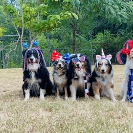 Australian Shepherds from Amandas Aussies