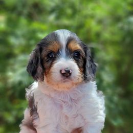 Cavapoo Puppies from Southwest Cavapoos