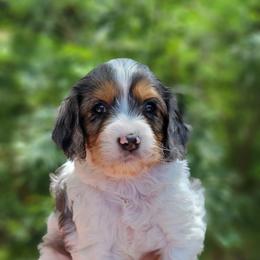 Cavapoo Puppies from Southwest Cavapoos